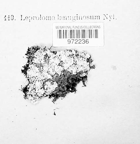 Leproloma image